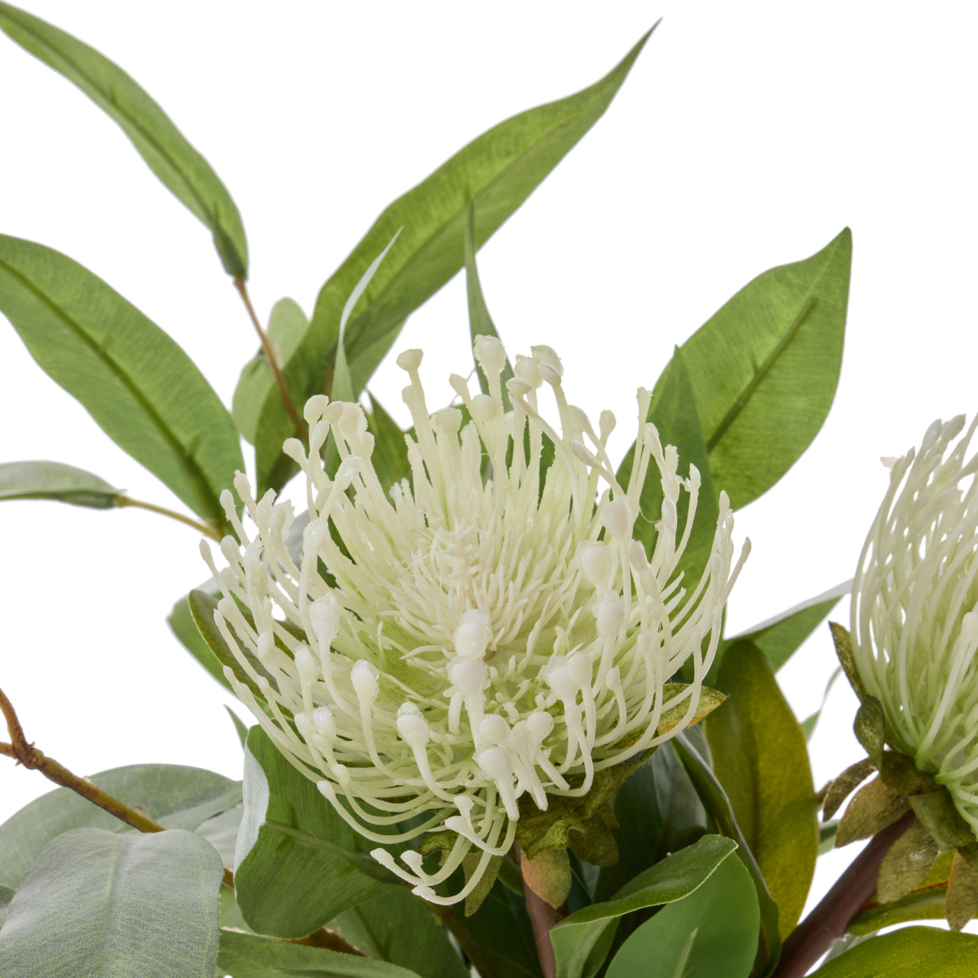 Cream pincushion flower close-up with green eucalyptus foliage