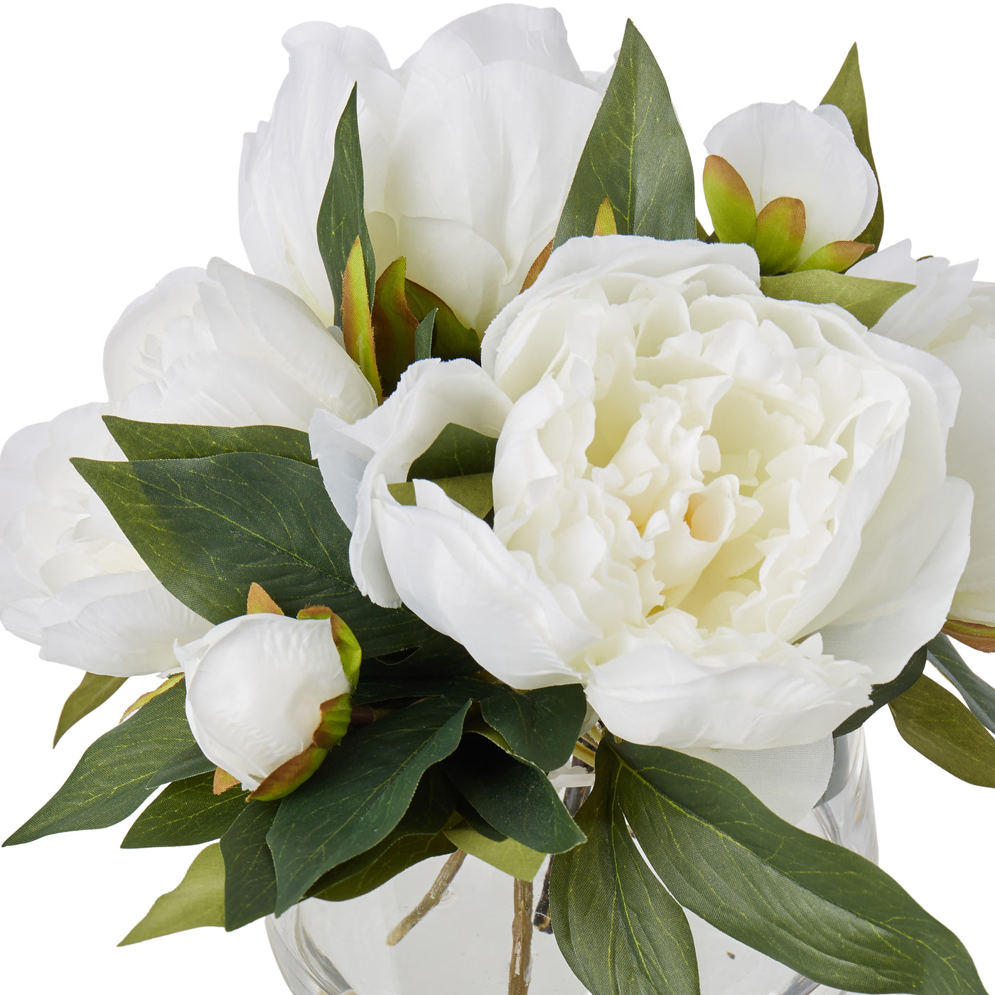 Cream peony bloom close-up with buds and green peony foliage