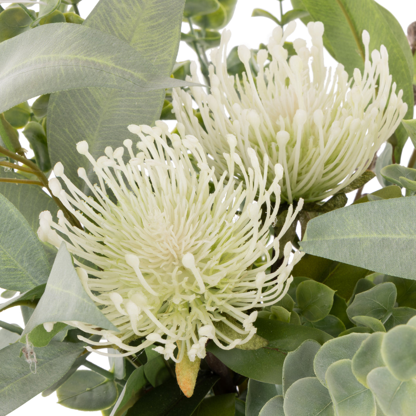 Two cream pincushion flowers close-up with green eucalyptus leaves