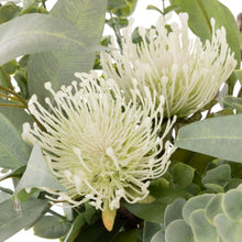 Two cream pincushion flowers close-up with green eucalyptus leaves