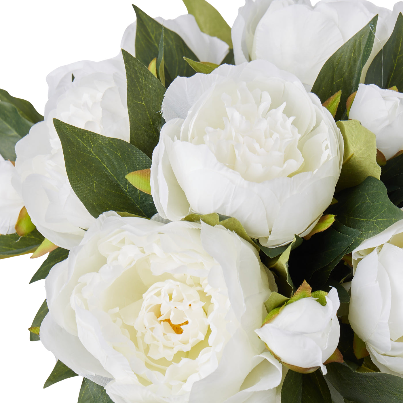 White peony blooms close-up with buds and lush green foliage