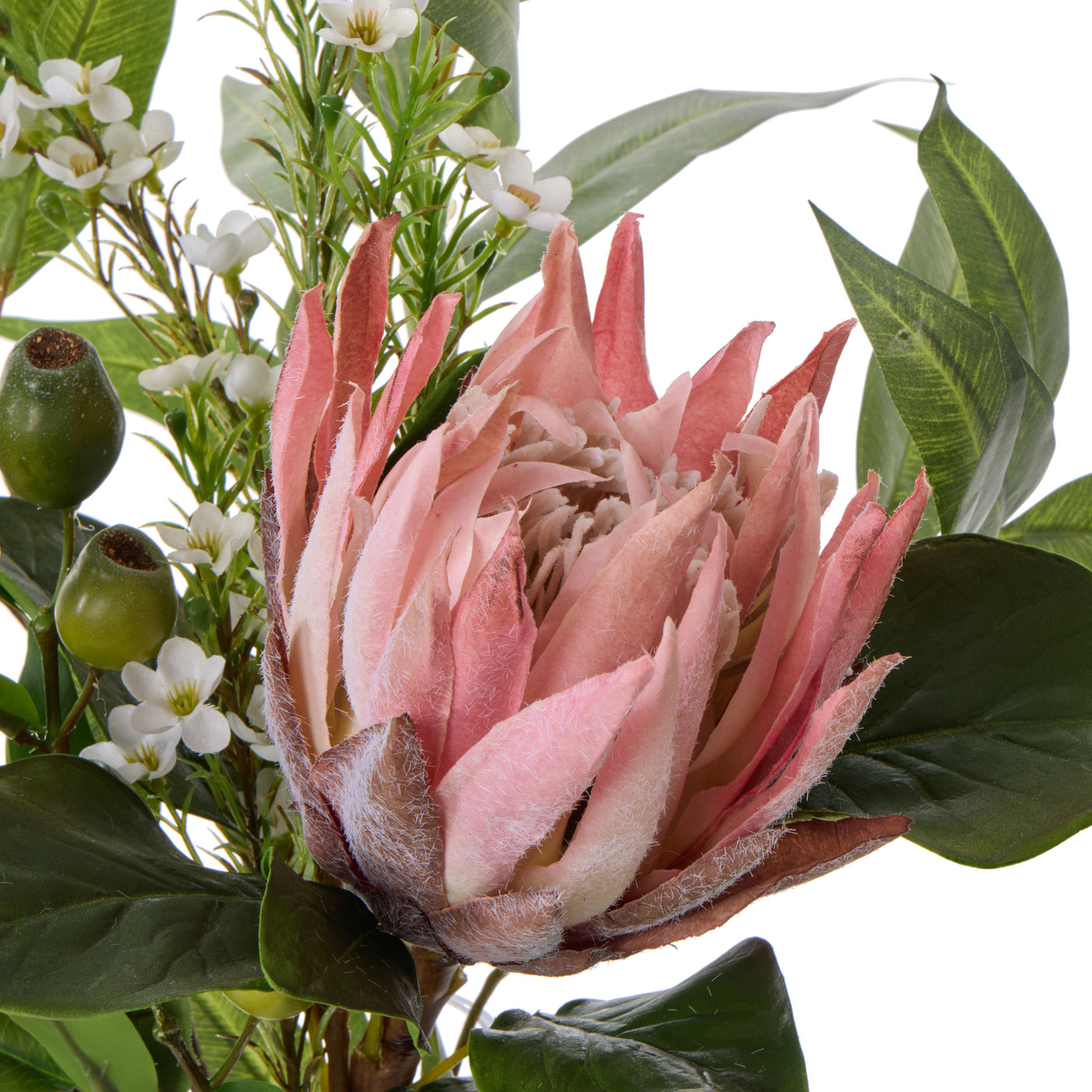 Pink king protea bloom close-up with white wax flowers and gum nuts