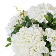 White hydrangea bloom close-up with glossy green foliage